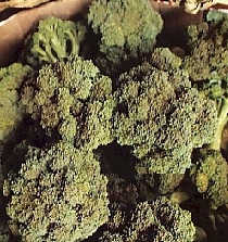 BROCCOLI